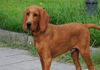 紅骨獵浣熊犬