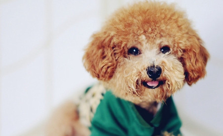泰迪犬 (35).jpg