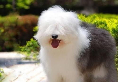 英國古代牧羊犬