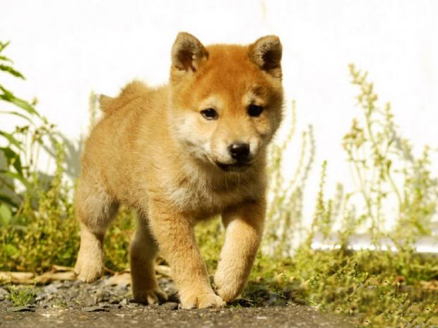 柴犬