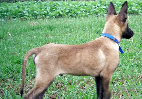 馬犬