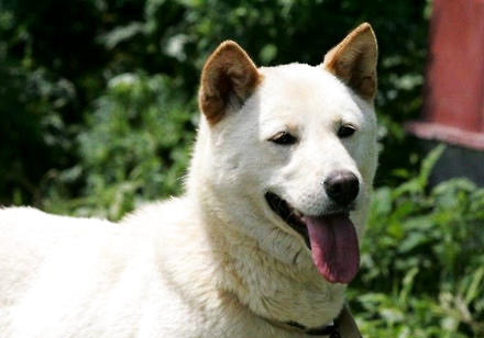 珍島犬