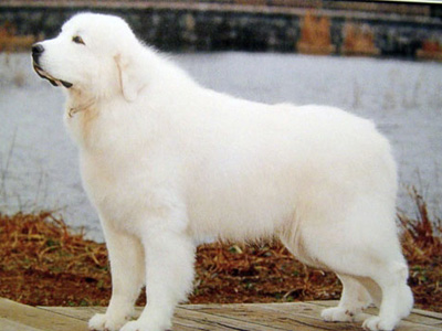 大白熊犬.jpg