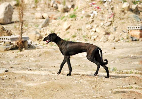 細犬