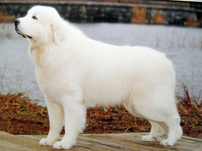 大白熊犬.jpg