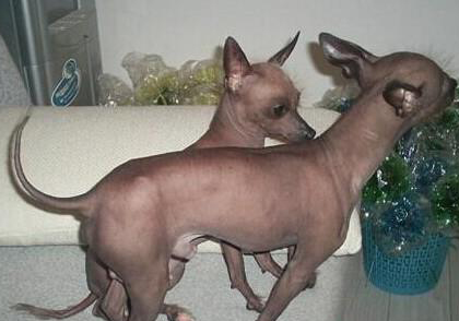 墨西哥無毛犬