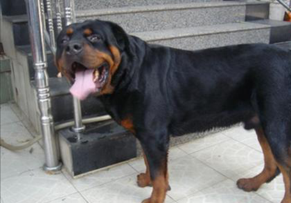 羅威納犬