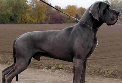 如何讓大丹犬學會在室外拉便便