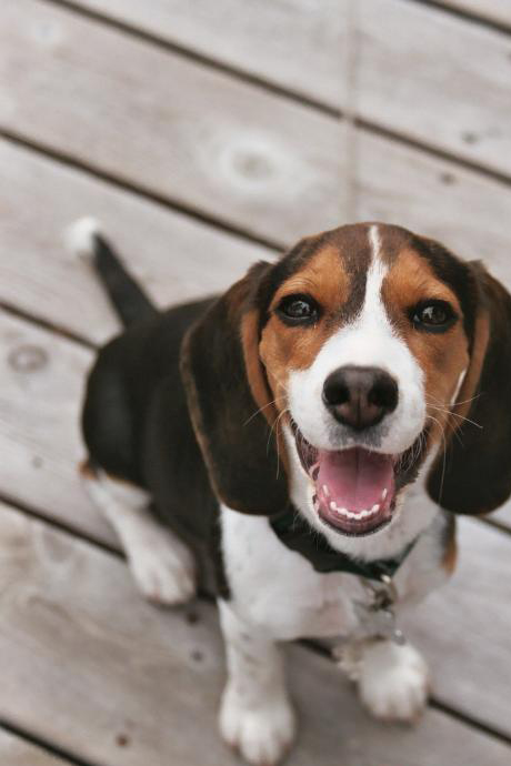 米格魯獵兔犬