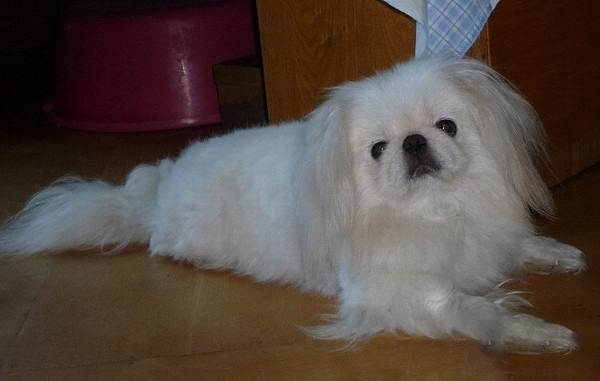 怎麼去購買北京犬