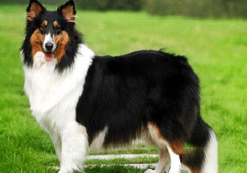 蘇格蘭牧羊犬