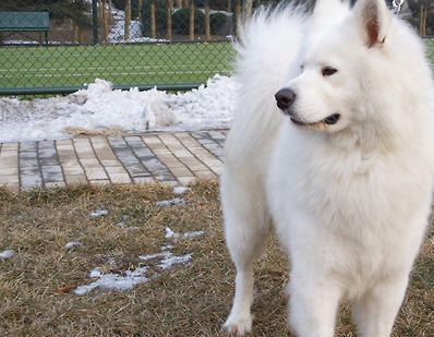 薩摩耶犬