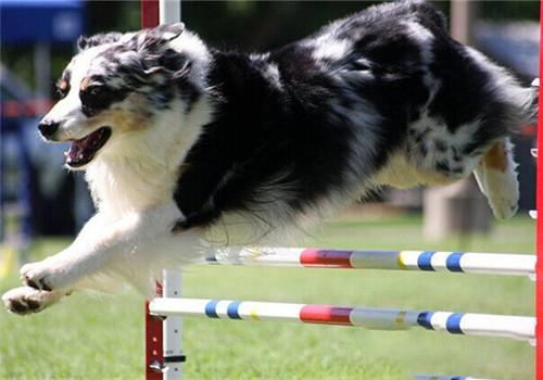 澳大利亞牧羊犬