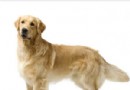   金毛犬的標准體型與體重