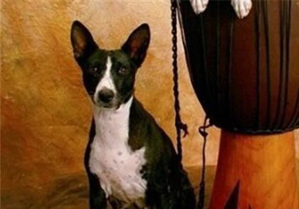 貝生吉犬