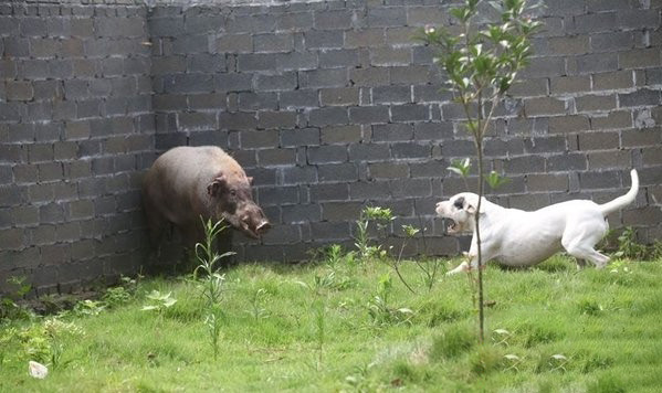 訓練杜高犬安靜