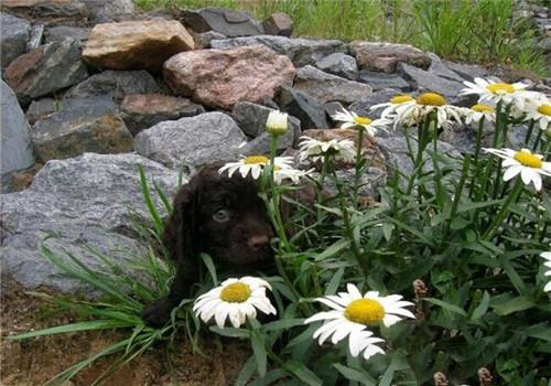 美國水獵犬