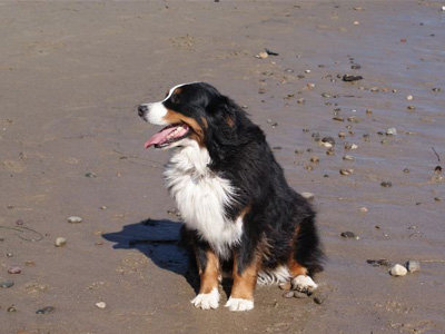 伯恩山犬.jpg