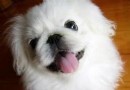   京巴犬在夏天應該注意什麼