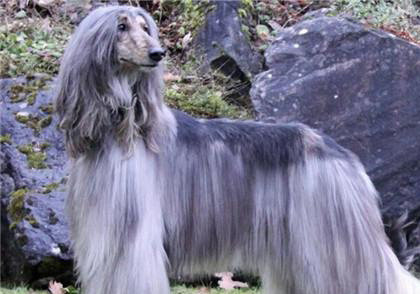 阿富汗獵犬