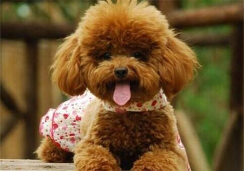 貴賓犬