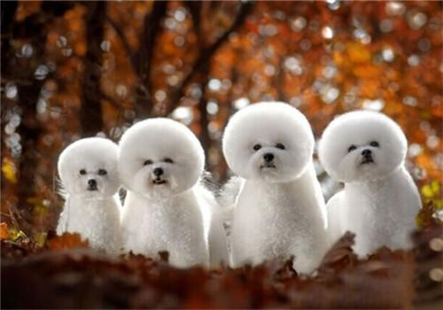 比熊犬