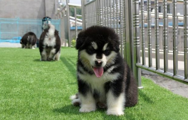 怎麼挑選阿拉斯加犬