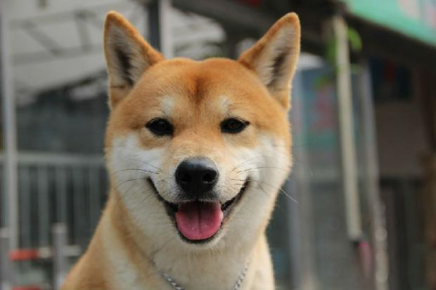 柴犬