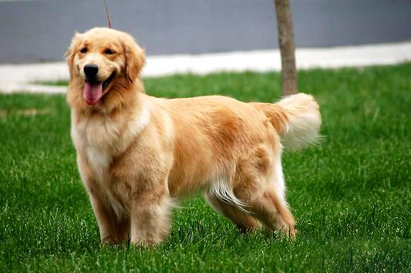 金毛犬