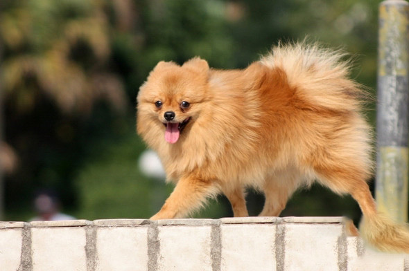 怎麼挑選健康的博美犬