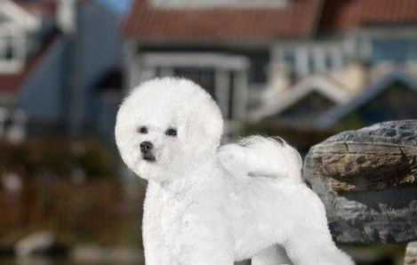 比熊犬