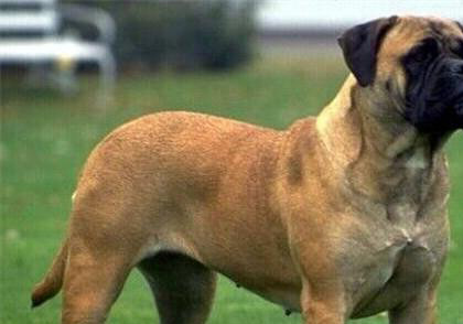 獒犬
