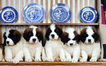 寵物犬