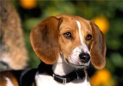 美國獵狐犬