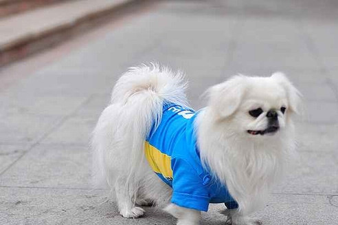 訓練京巴犬不亂叫