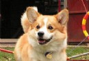   柯基犬的歷史簡介