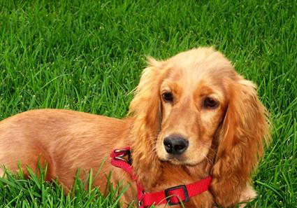 英國可卡犬
