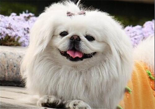 京巴犬