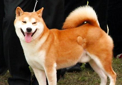 秋田犬