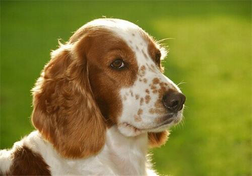威爾士史賓格犬