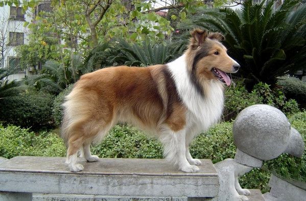 買泰迪犬的注意事項