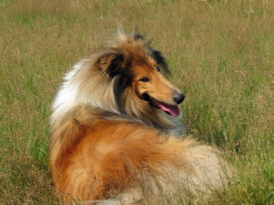 蘇格蘭牧羊犬.jpg