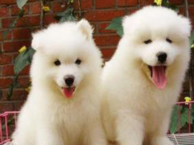 薩摩耶犬.jpg