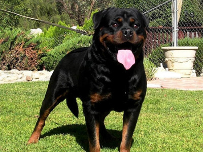 羅威納犬.jpg