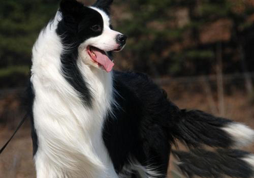 邊境牧羊犬