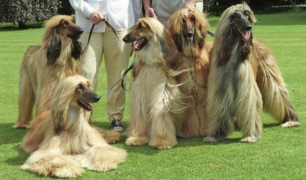 怎麼給阿富汗犬布置狗窩
