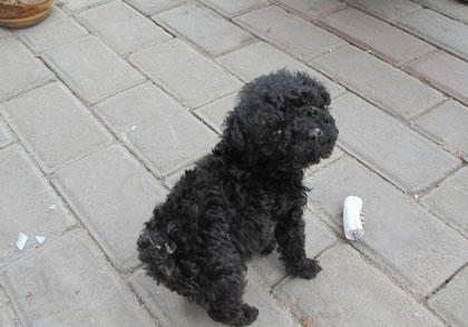 貴賓犬