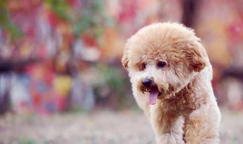 訓練泰迪犬膽量