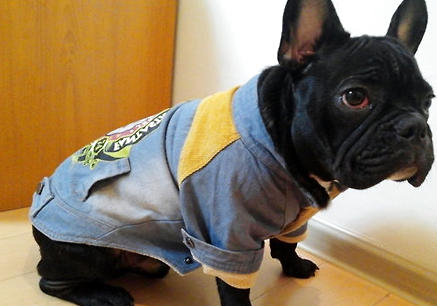 波士頓梗幼犬