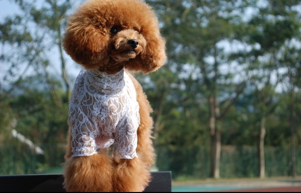 幼犬泰迪犬大小便的訓練